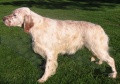 Setter Anglais RADENTIS ODE Setter Anglais RADENTIS ODE